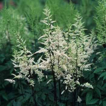 Astilbe arendsii 'Bridal Veil' - False Spirea