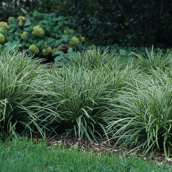Carex morrowii 'Ice Dance' - Morrow's Sedge