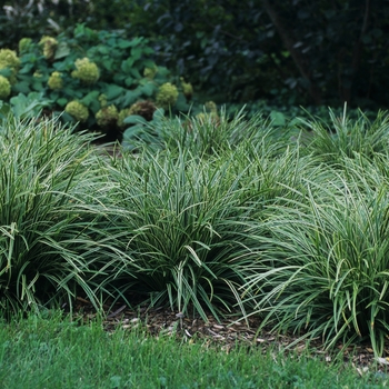 Carex morrowii 'Ice Dance' - Morrow's Sedge