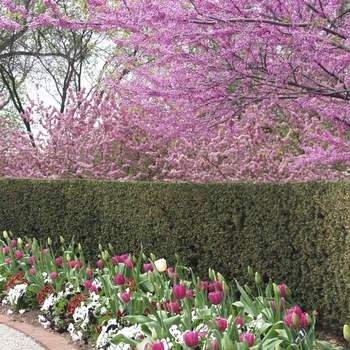 Cercis canadensis - Eastern Redbud