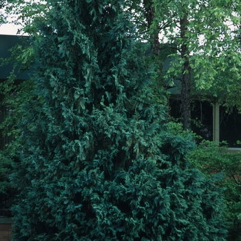 Chamaecyparis obtusa gracilis 'Nana' - Slender Hinoki Falsecypress