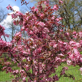 Malus 'Royal Rain Drops' - Royal Rain Drops Crabapple