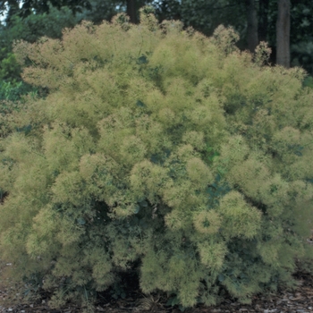 Cotinus coggygria 'Young Lady' - Smoke Tree