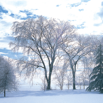 Ulmus americana - American Elm