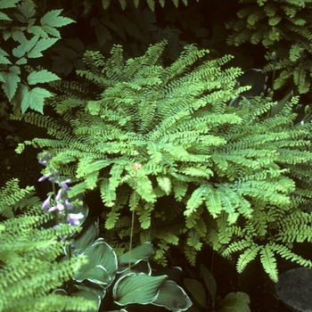 Adiantum pedatum - Northern Maidenhair Fern