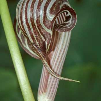 Arisaema fargesii - Chinese Jack-in-the-Pulpit