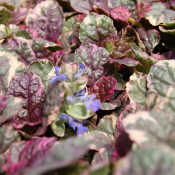 Ajuga reptans 'Burgundy Glow' - Common Bugle Weed