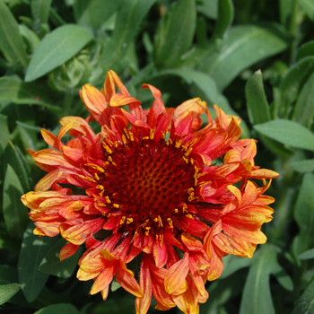 Gaillardia 'Fanfare Blaze' - Blanket Flower