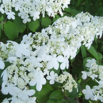 Viburnum plicatum v. tomentosum 'Shasta' - Doublefile Viburnum