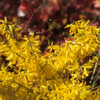 Forsythia x intermedia 'Courtasol' - Gold Tide™ Forsythia