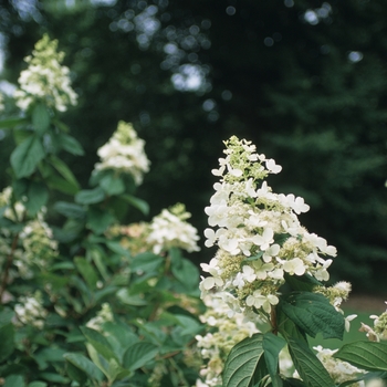 Hydrangea paniculata ''Pink Diamond'' - Pink Diamond Hydrangea