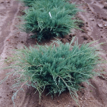 Juniperus virginiana 'Grey Owl' - Eastern Redcedar