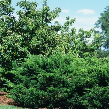 Juniperus chinensis ''Sea Green'' - Sea Green Juniper