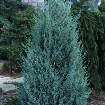 Juniperus scopulorum 'Wichita Blue' - Wichita Blue Juniper