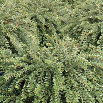 Cotoneaster adpressus 'Little Gem' - Creeping Cotoneaster