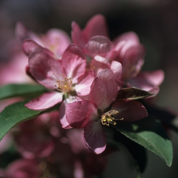 Malus hybrid - Centurion® Crabapple