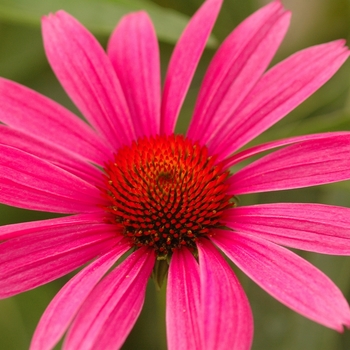 Echinacea purpurea 'Ruby Star (Rubinstern)' - Purple Coneflower