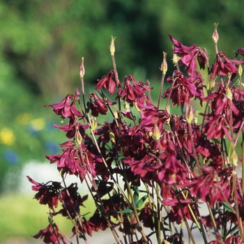 Aquilegia canadensis - Wild Columbine