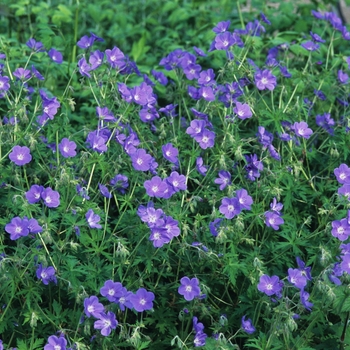 Geranium 'Brookside' - Geranium-Hardy