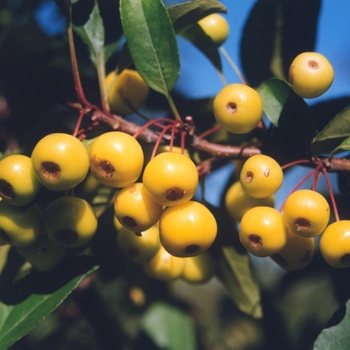 Malus 'Harvest Gold' - Harvest Gold® Crabapple