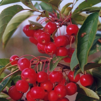 Malus hybrid 'Snowdrift' - 'Snowdrfit' Crabapple