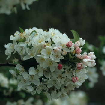 Malus hybrid - 'Tina '