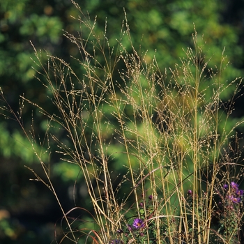 Panicum virgatum - 'Rostrahlbusch' Switch Grass