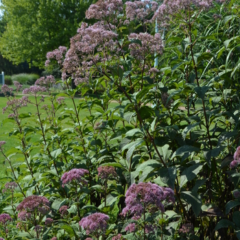 Eupatorium purpureum ssp. maculatum 'Gateway' - Spotted Joe Pye Weed