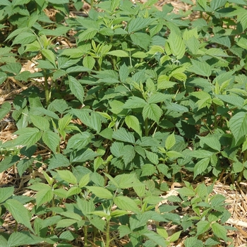 Rubus idaeus var. strigosus 'Heritage' - Heritage Raspberry