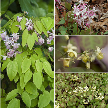 Multiple Varieties - Epimedium - Barrenwort