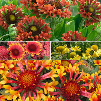 Gaillardia 'Multiple Varieties' (Assorted, Blanket Flower) - Multiple Varieties Assorted, Blanket Flower