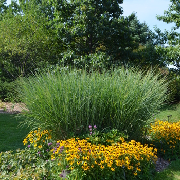 Panicum virgatum 'Cloud Nine' - Switch grass