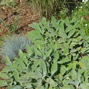 Stachys byzantina (lanata) - Lamb's Ears