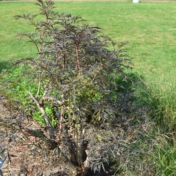 Sambucus nigra - Elderberry