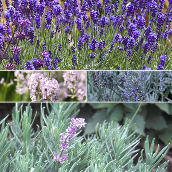 Multiple Varieties - Lavender