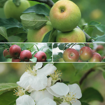 Multiple Varieties - Apple
