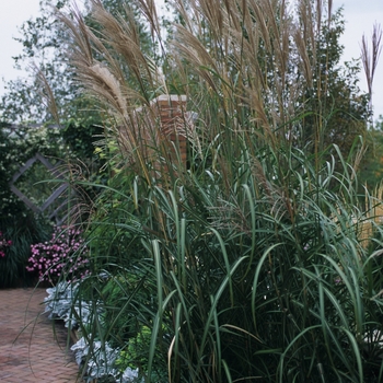 Miscanthus sinensis 'Rigoletto' - Rigoletto Grass