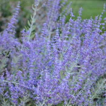 Perovskia atriplicifolia (Russian Sage) - Russian Sage