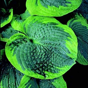 Hosta venusta (Hosta, Plantain Lily) - Hosta, Plantain Lily