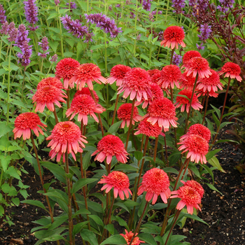 Echinacea 'Supreme™ Flamingo' - Coneflower