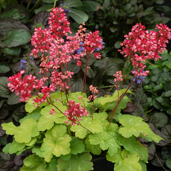 Heuchera 'Little Cutie™ Sweet Tart' - Coral Bells