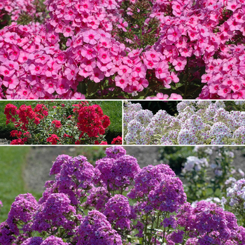 Phlox paniculata - Assorted Garden Phlox