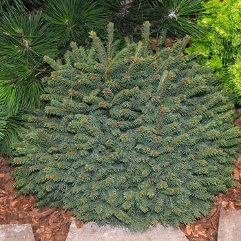 Picea abies - 'Elegans'