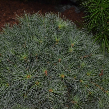 Pinus strobus 'Blue Shag' - Dwarf Eastern White Pine