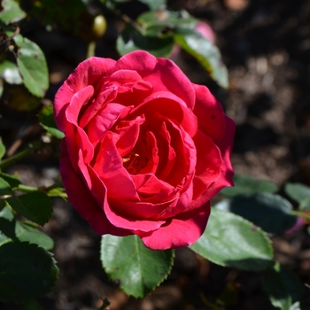 Rosa 'BAIgirl' PP19,952 (Shrub Rose) - Easy Elegance® My Girl