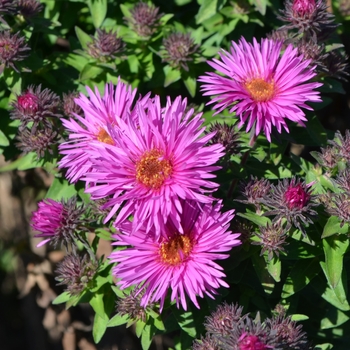 Aster novae-angliae 'Vibrant Dome' - New England Aster