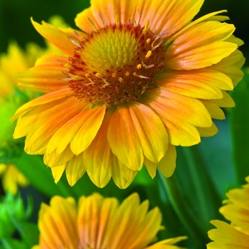 Gaillardia x 'Arizona Apricot' - Ernst Benary of America, Inc.