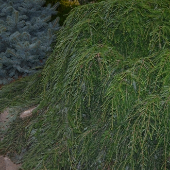 Canadian Hemlock