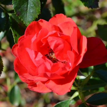 Rosa x 'NOA83100B' - Flower Carpet® Scarlet