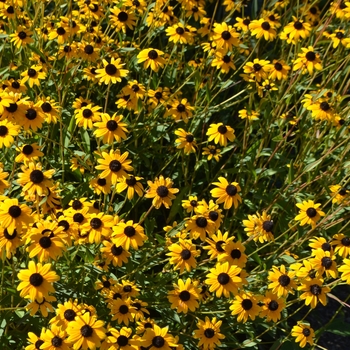 Rudbeckia fulgida var. fulgida - Black-eyed Susan